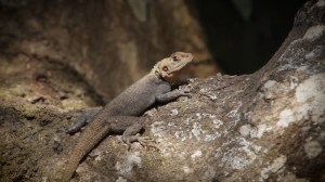 guinea-ca-foscari-mp4-00_01_15_11-still002