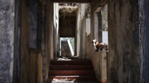 guinea-ca-foscari-mp4-00_03_46_00-still005